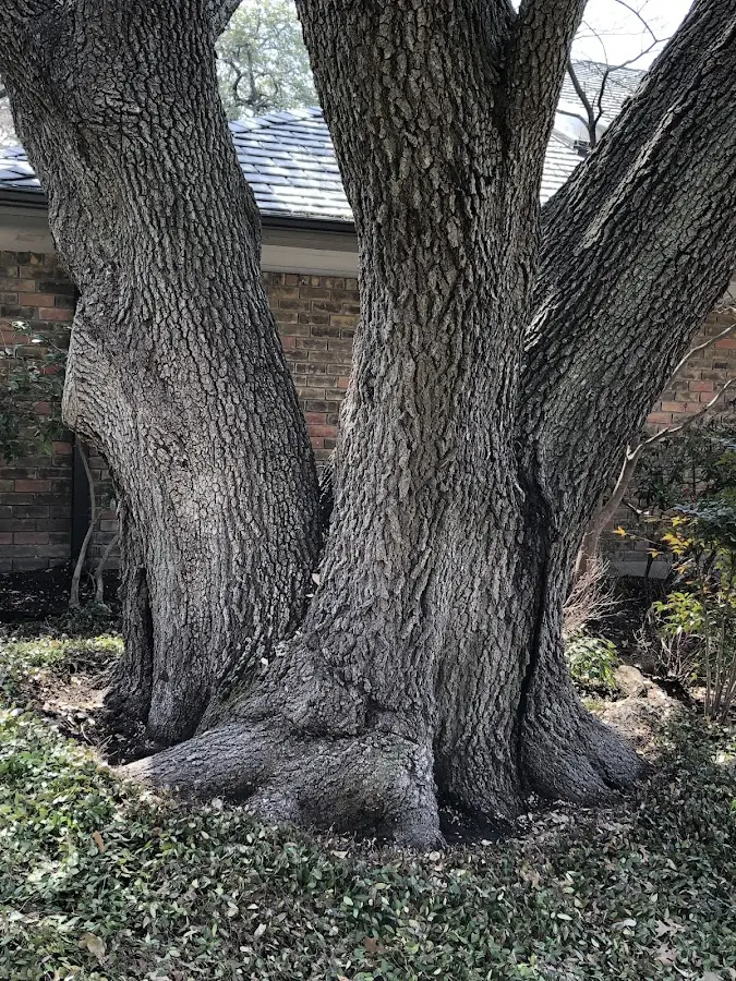 Mature heritage tree close to a Athol property cared for by certified arborists